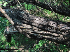 Salix acutifolia