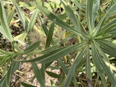 Echium brevirame image