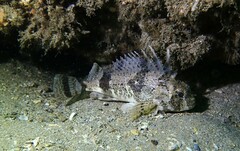 Centropogon australis