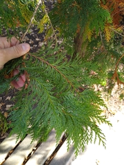 Chamaecyparis pisifera