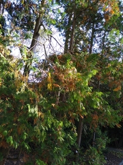 Chamaecyparis pisifera