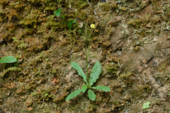 Ixeridium laevigatum