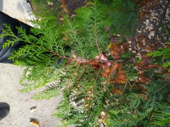 Chamaecyparis pisifera