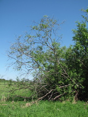 Salix acutifolia