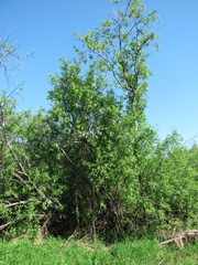 Salix acutifolia