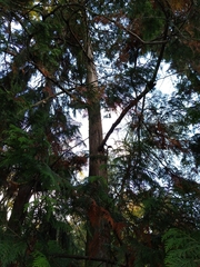 Chamaecyparis pisifera