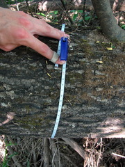 Salix acutifolia