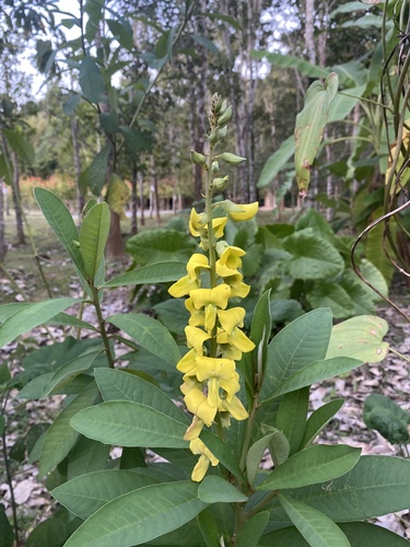 Crotalaria assamica iNat (1)