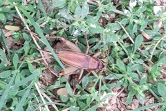 Teleogryllus mitratus