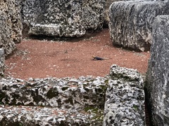 Agama picticauda