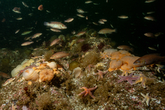 Tautogolabrus adspersus
