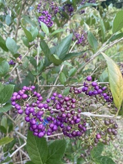 Callicarpa