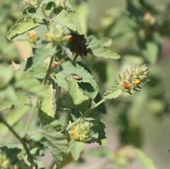 Malvastrum americanum