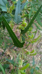 Podolobium ilicifolium