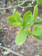 Erythroxylum