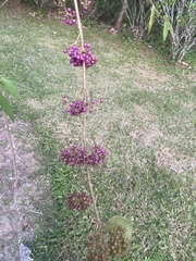 Callicarpa