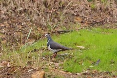 Leucosarcia melanoleuca