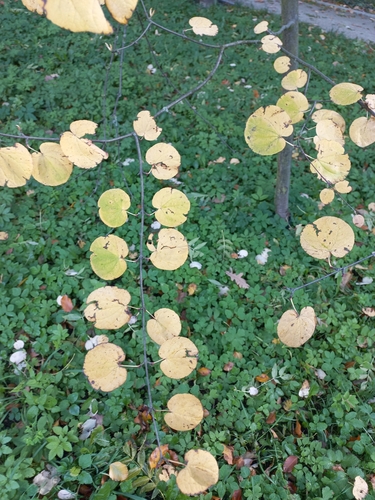 Cercidiphyllum magnificum iNat (3)