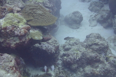 Pempheris oualensis