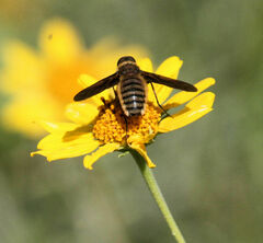 Poecilanthrax lucifer