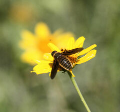 Poecilanthrax lucifer