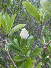 Gardenia jasminoides