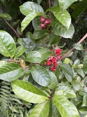 Tetracera indica