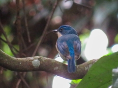 Cyornis