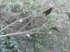 Helicteres lanceolata