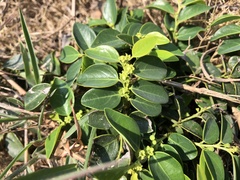 Breynia fruticosa