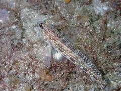 Istigobius hoesei