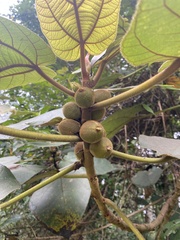 Ficus triloba, photograph Nadezhda Bortnikova, CC BY, iNaturalist via GBIF