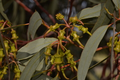 Eucalyptus torquata