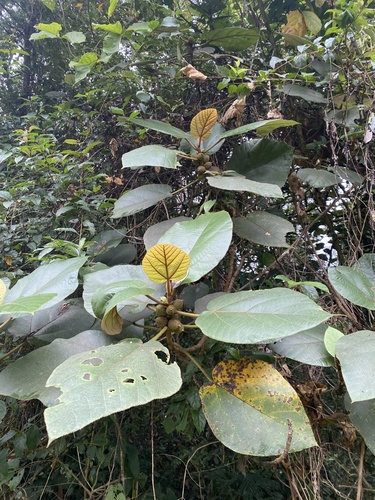 Ficus triloba, photograph 4