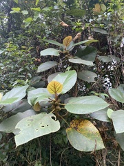 Ficus triloba, photograph Nadezhda Bortnikova, CC BY, iNaturalist via GBIF
