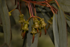 Eucalyptus torquata