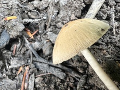 Psathyrella corrugis