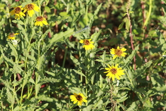 Helianthus laciniatus