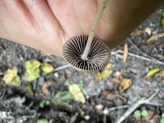 Psathyrella corrugis