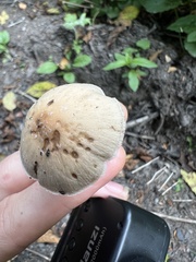 Psathyrella corrugis