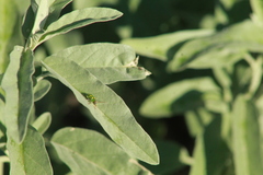 Diabrotica balteata