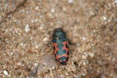 Acmaeodera ottomana