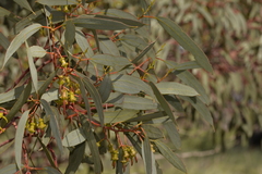 Eucalyptus torquata