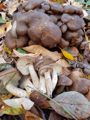 Lyophyllum decastes