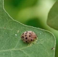 Henosepilachna vigintioctopunctata