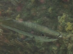 Dinolestes lewini