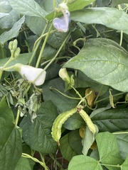 Psophocarpus tetragonolobus