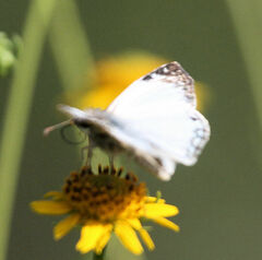 Heliopetes laviana
