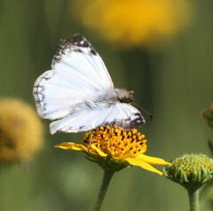 Heliopetes laviana