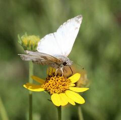 Heliopetes laviana